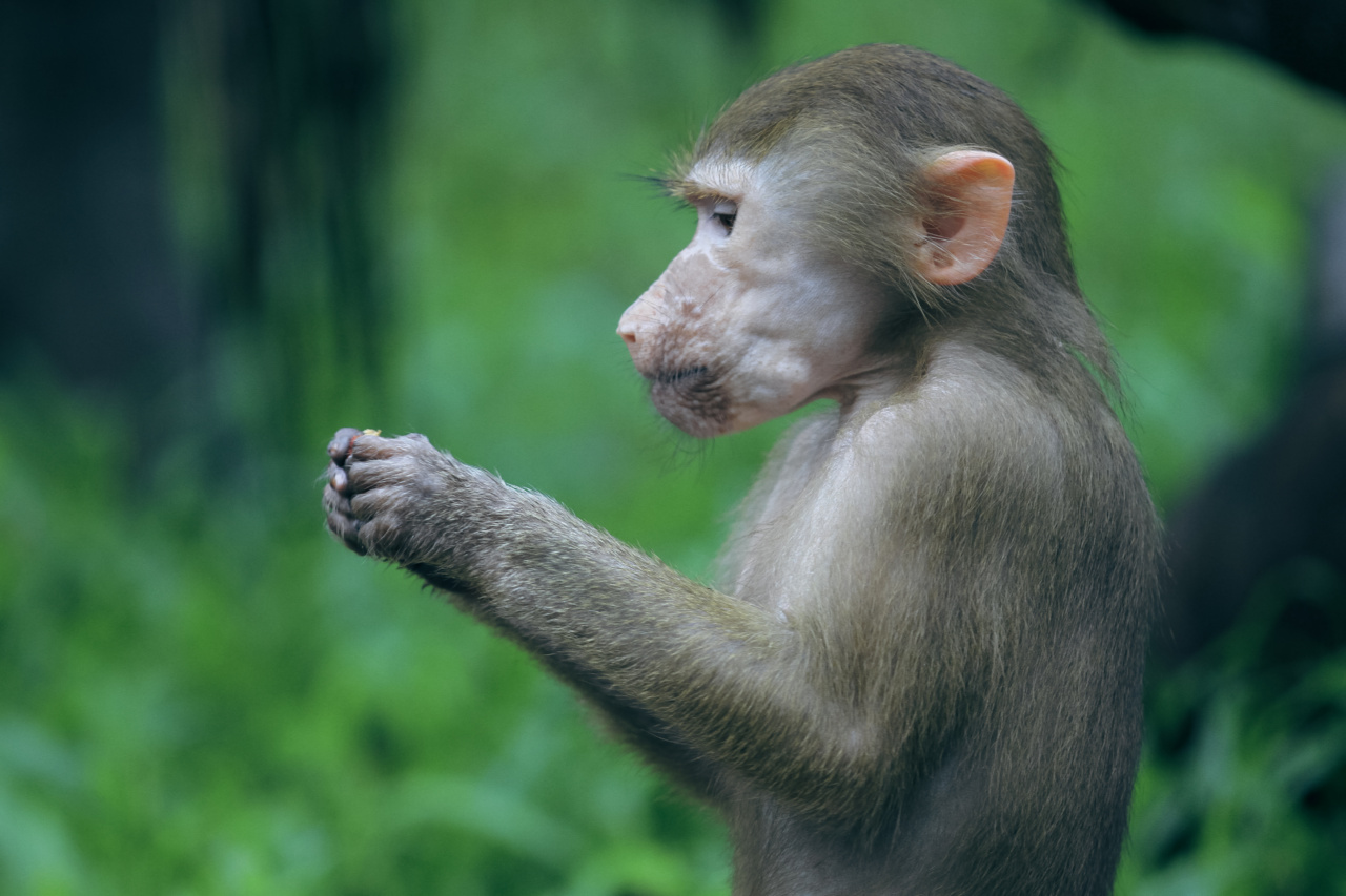 Disturbing trend of monkey cosmetics found in FBI survey