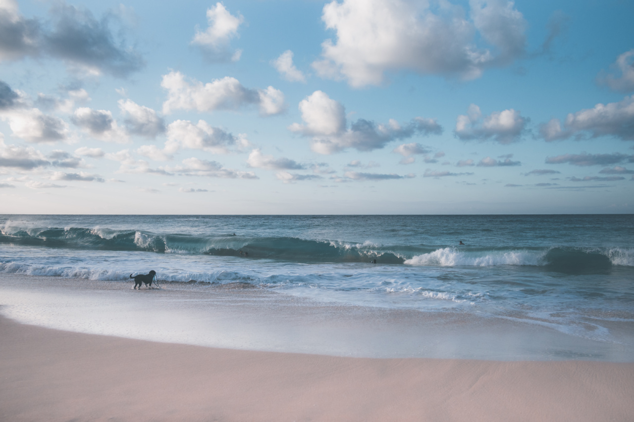 Is it okay to take your dog to the beach for potty breaks?