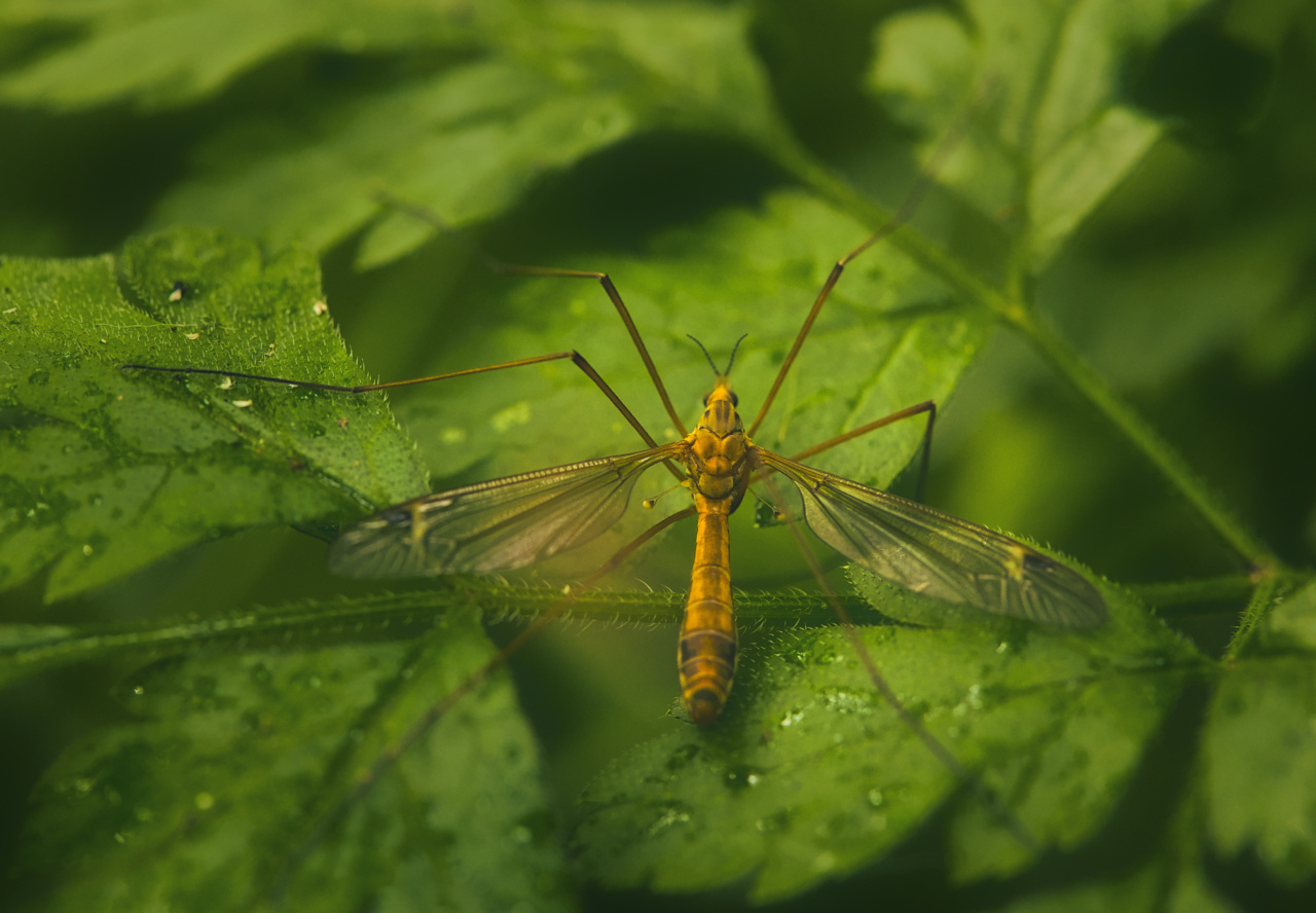 Combat Mosquito Bites with These 7 Natural Solutions