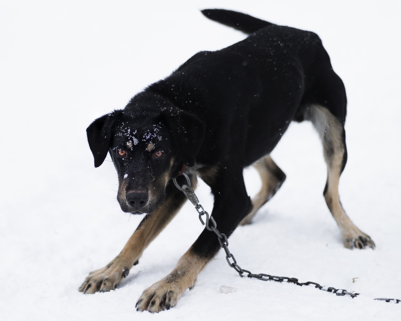 Dog Aggression: Causes and Solutions