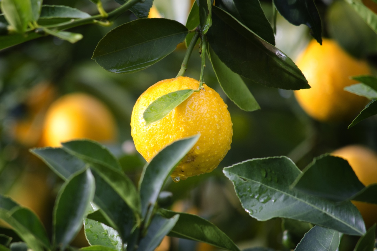 Lemon juice as a remedy for Asthma