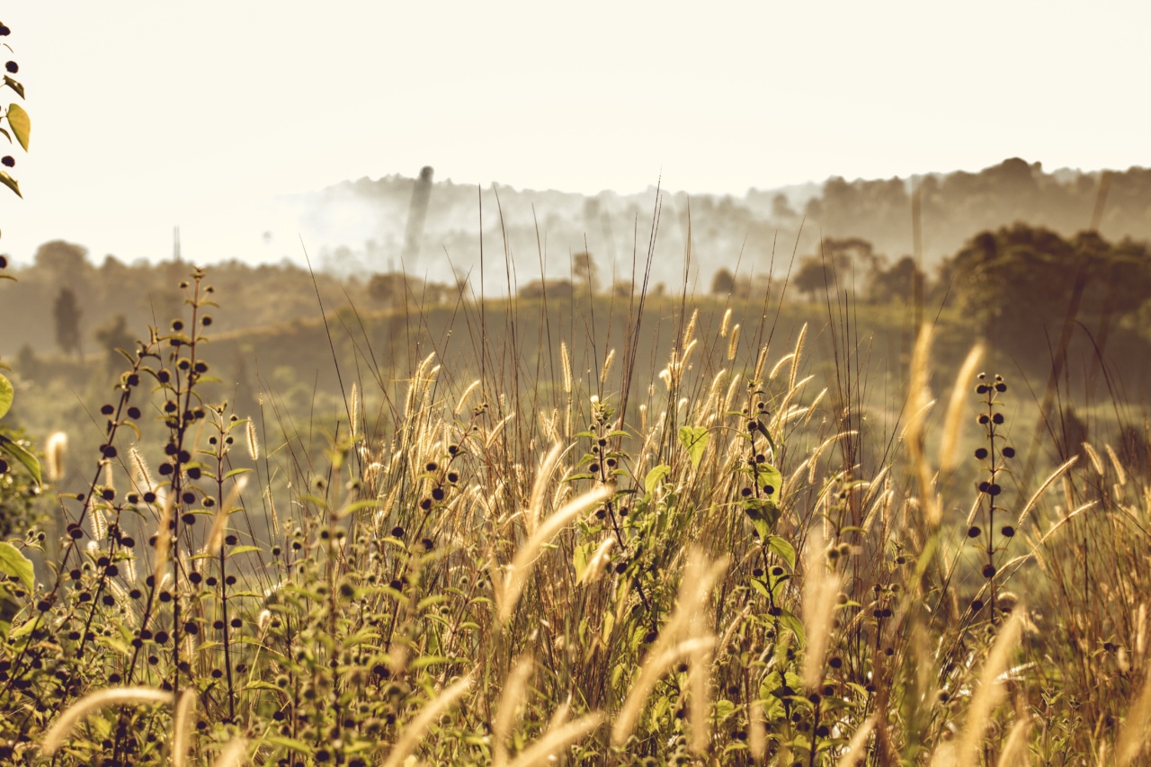 The Golden Cereal That Boosts Iron and Lowers Cholesterol