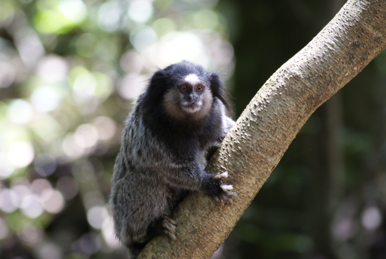 Portugal reports 19 new outbreaks of monkey disease