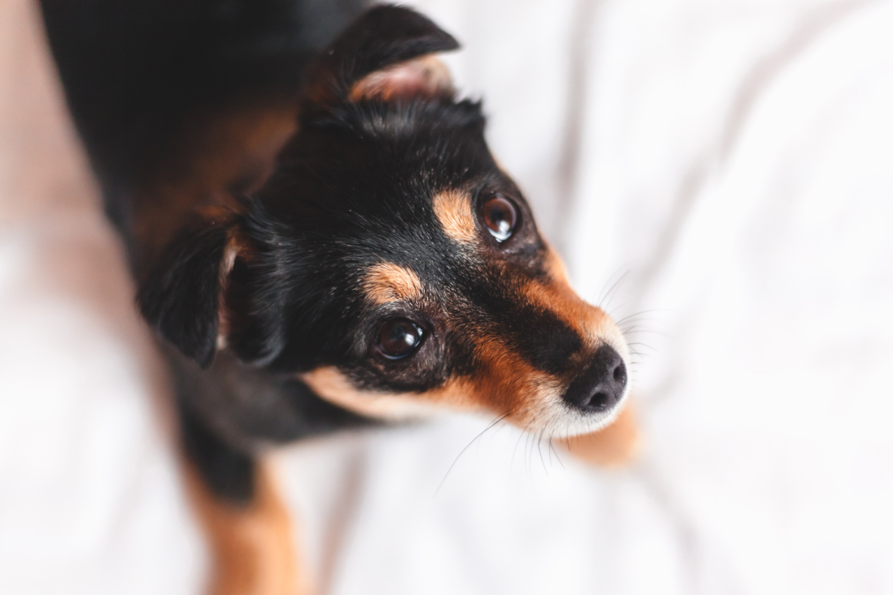 Creating a Clean and Quiet Home: Solutions for Your Dog’s Bedtime and Mealtime Behaviour