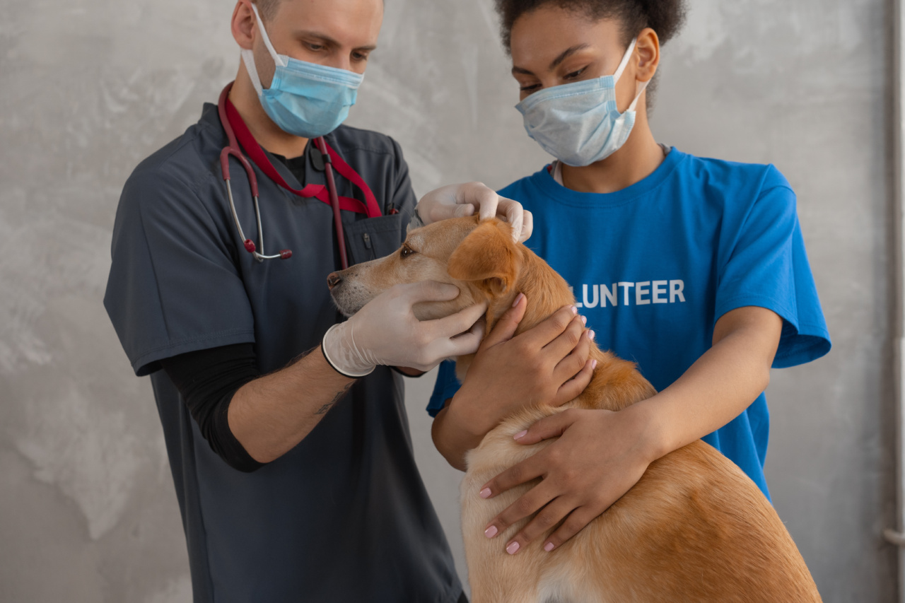 Pet Phobia: Facing the Vet Checkout