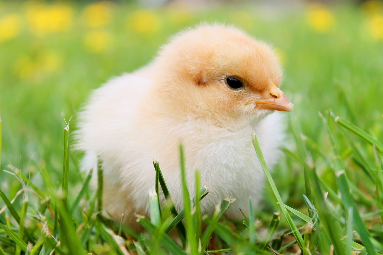 Chicken soup: A natural healer