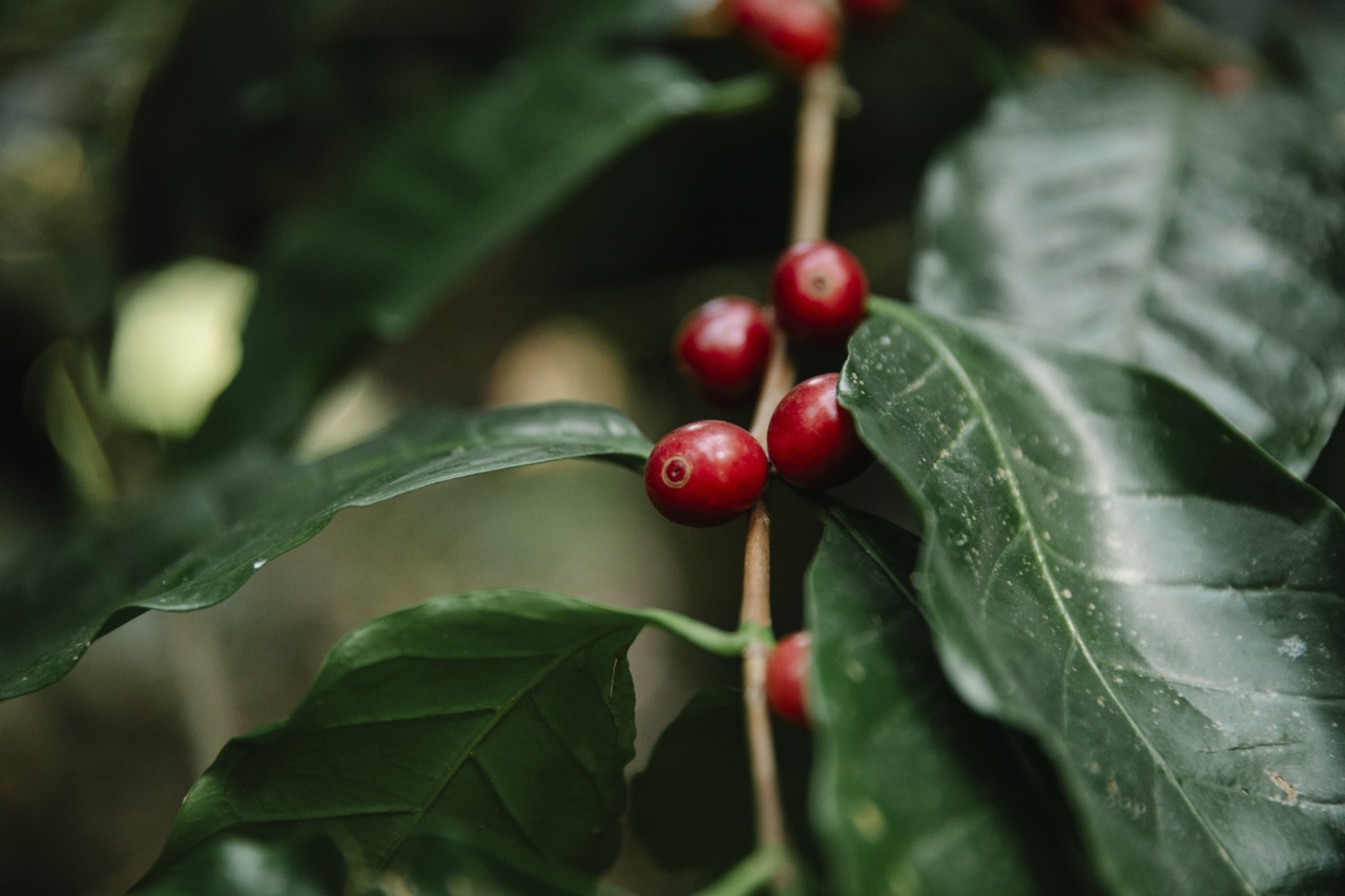 The Fruit that Boosts Fertility