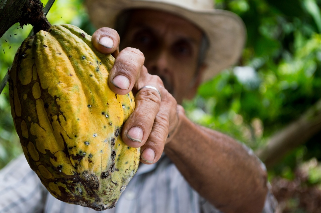 The potential of cocoa in managing diabetes