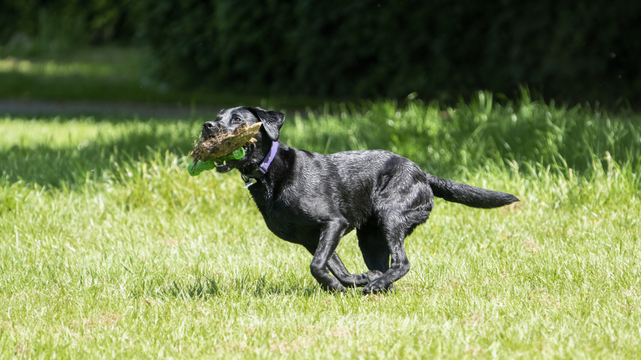 Prevent your dog from running away with these easy steps