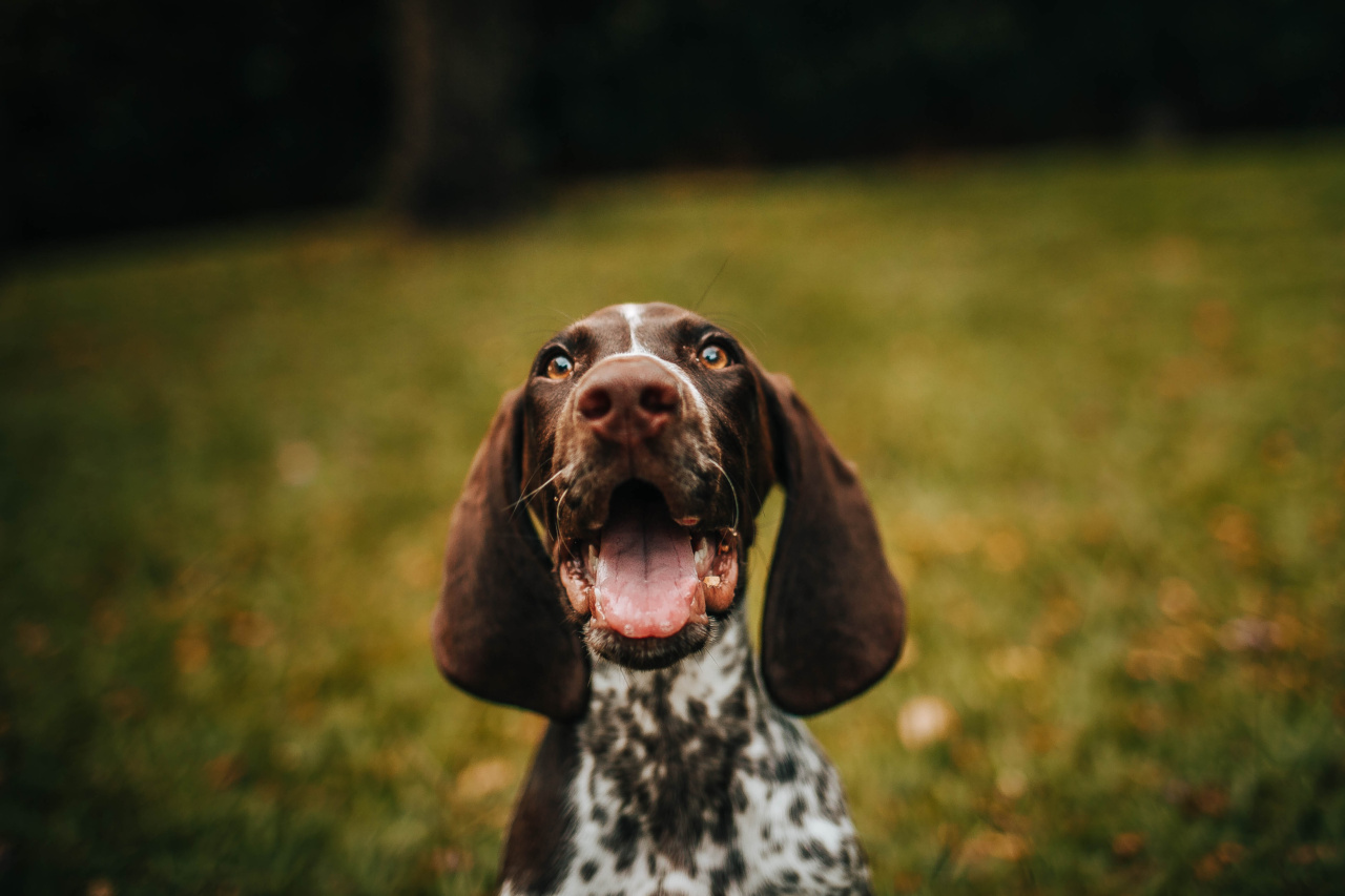 What’s causing your dog’s stinky mouth and how to get rid of it