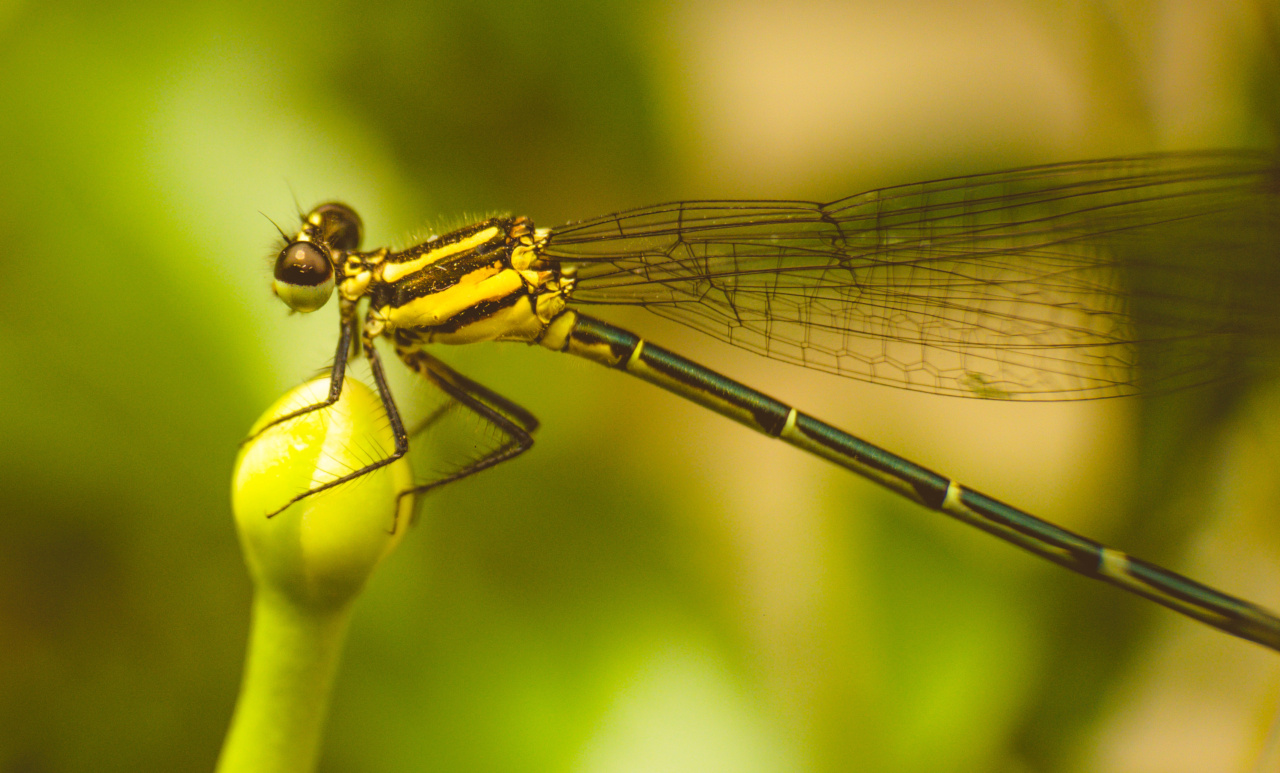 Easy Peasy Insect Repellent