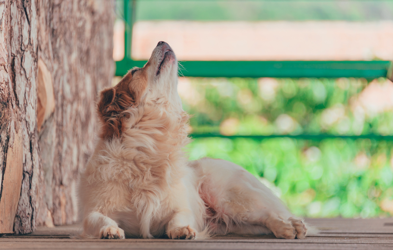 Why does my dog seem to howl along with certain songs?
