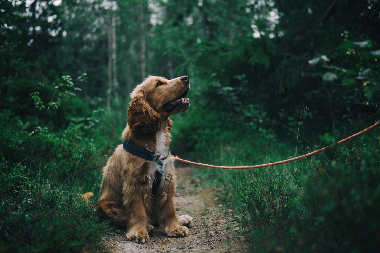 Will the new pet law make it easier to own pets in apartments?
