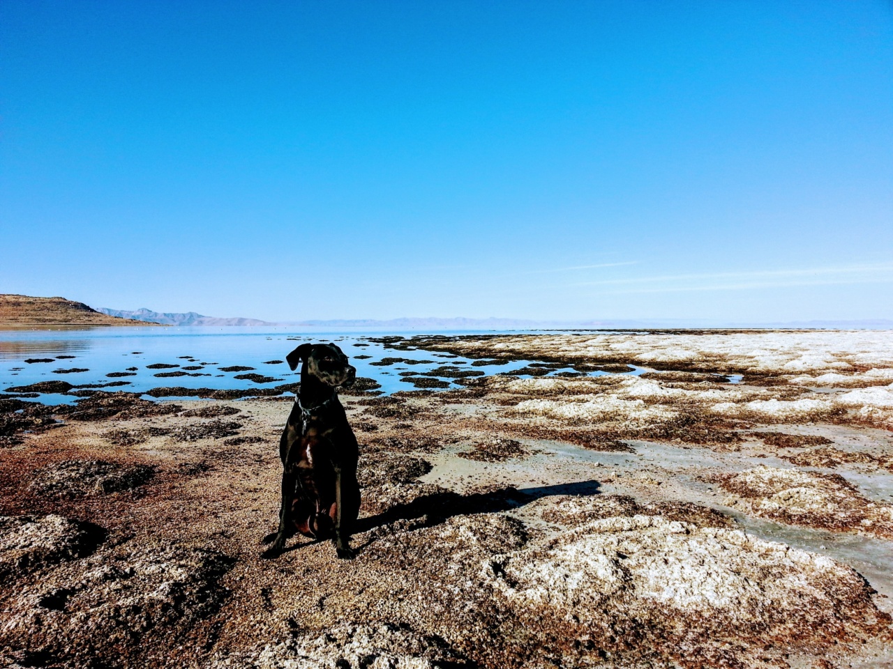 The Risks of Leaving Your Dog Alone on the Beach