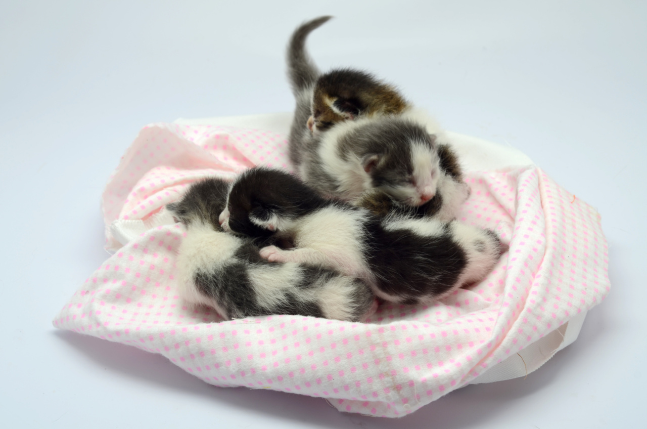 The complete guide to raising baby kittens