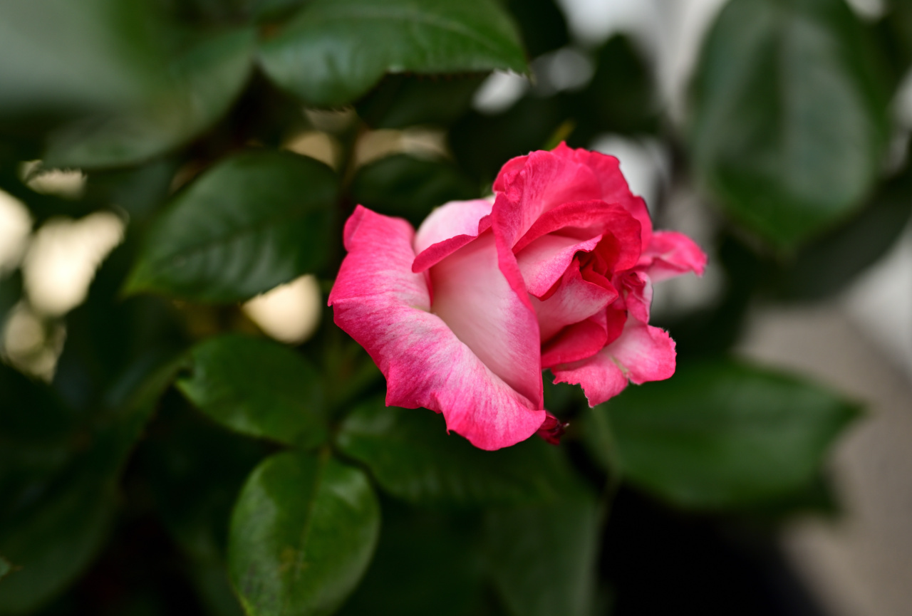 The Therapeutic Benefits of Rose Petals