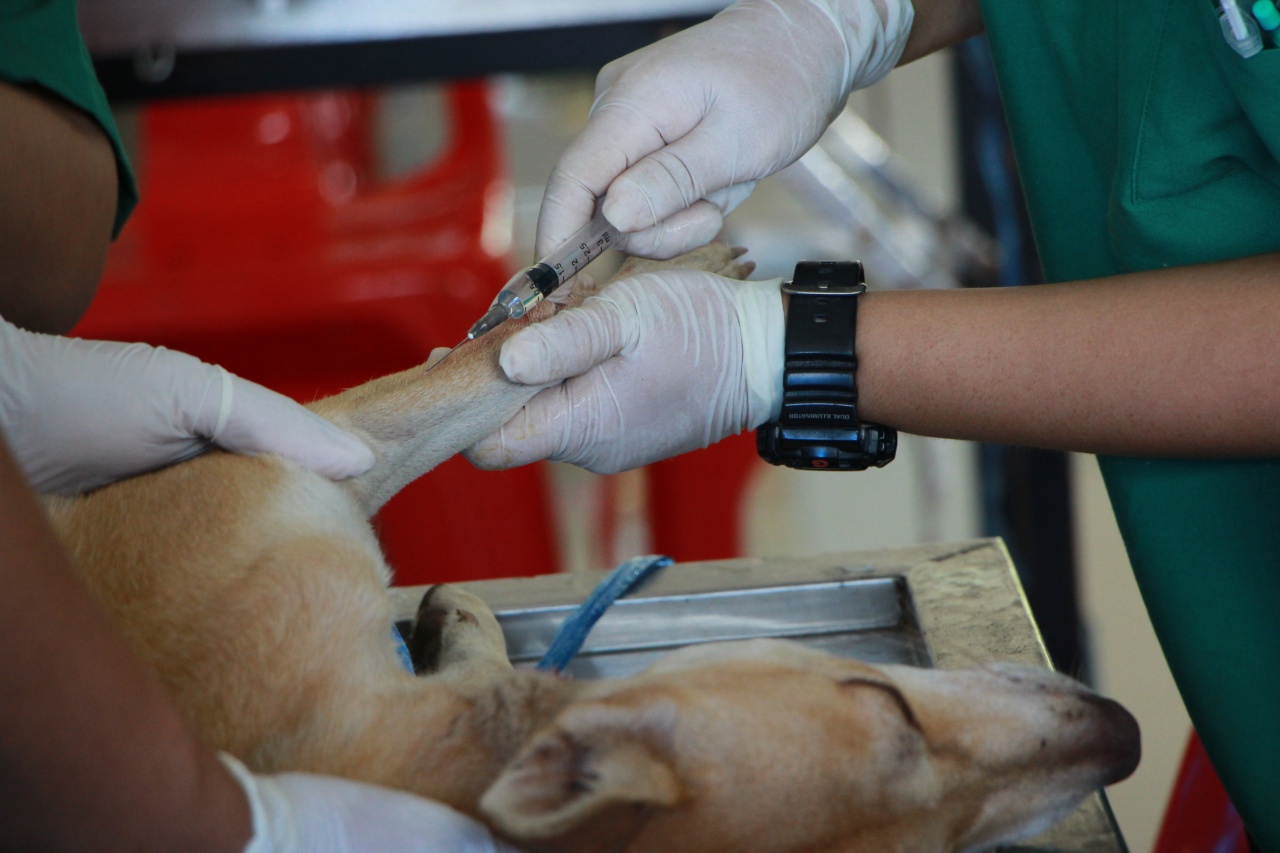 Mischievous dog interrupts surgery with priest