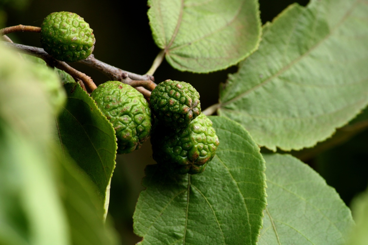 How to Relieve Headaches Naturally with Nuts