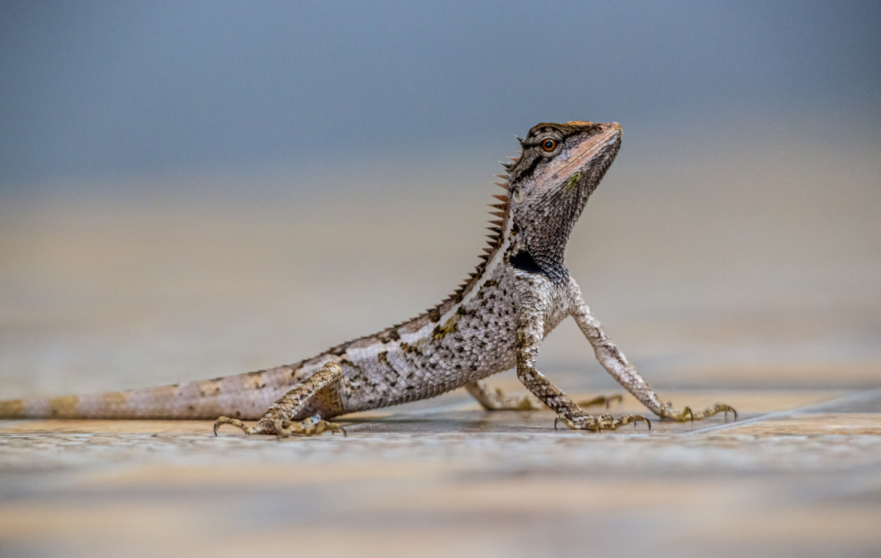 The Fascinating World of Samamides, Chameleons, and Lizards