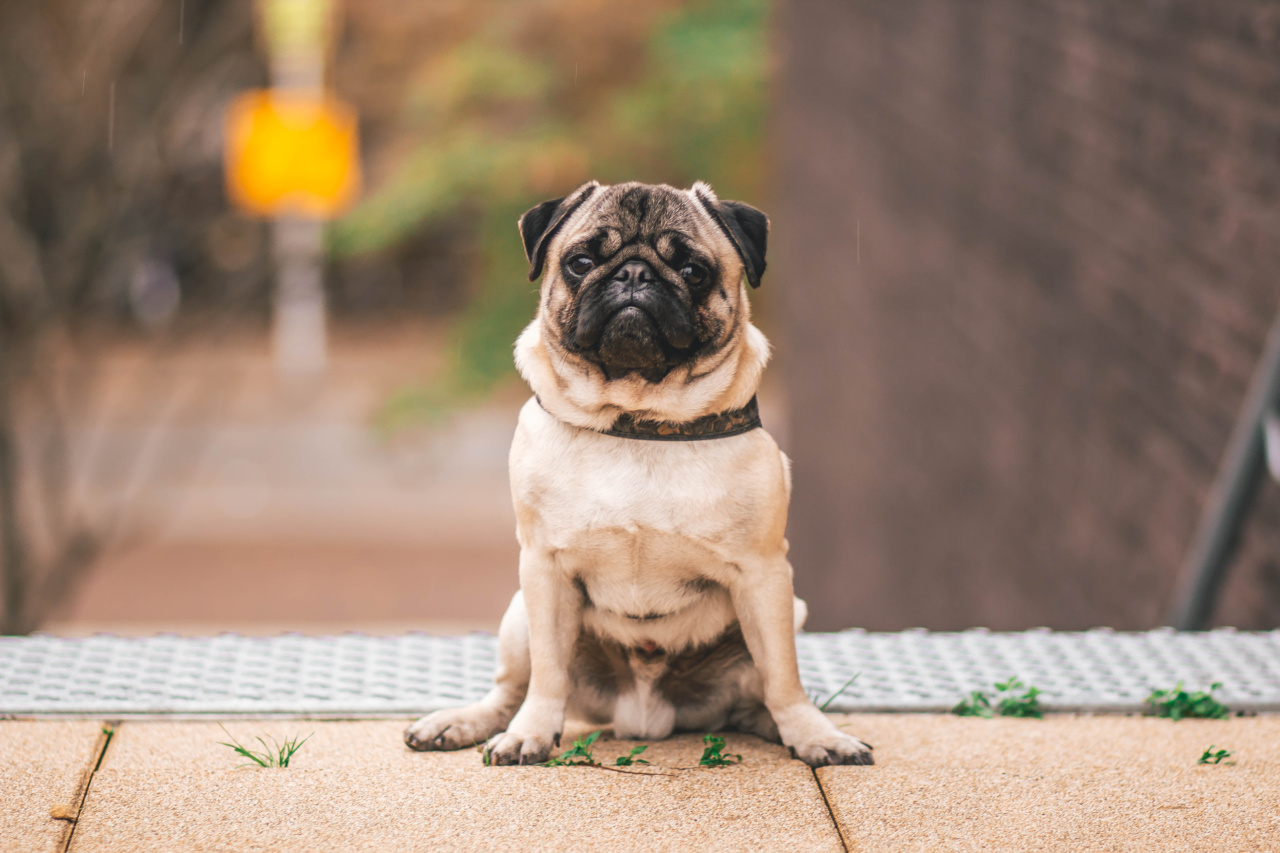 Westi: The Little Dog with a Big Heart