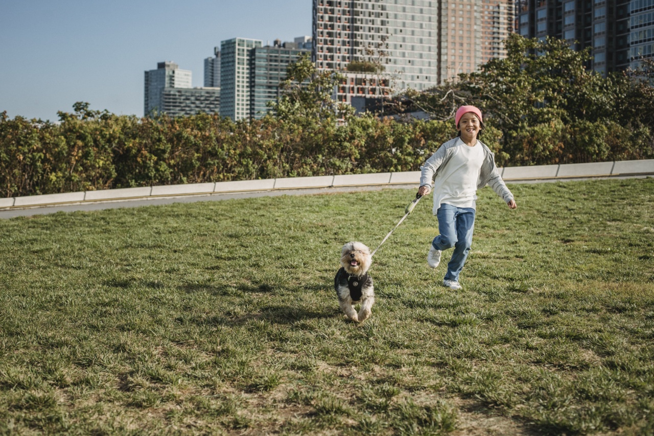 Irish Setter: A Loving and Active Companion for Kids