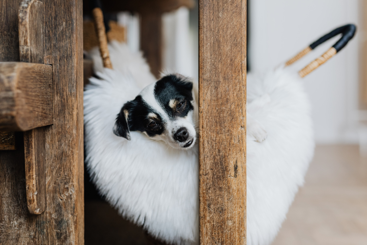 The Dog Dilemma: Five Ways to Keep the Peace