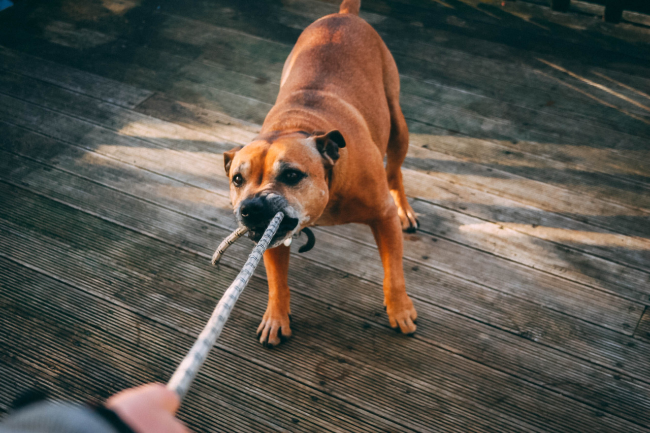 Boxer dog: lovable, clever, and fun-loving