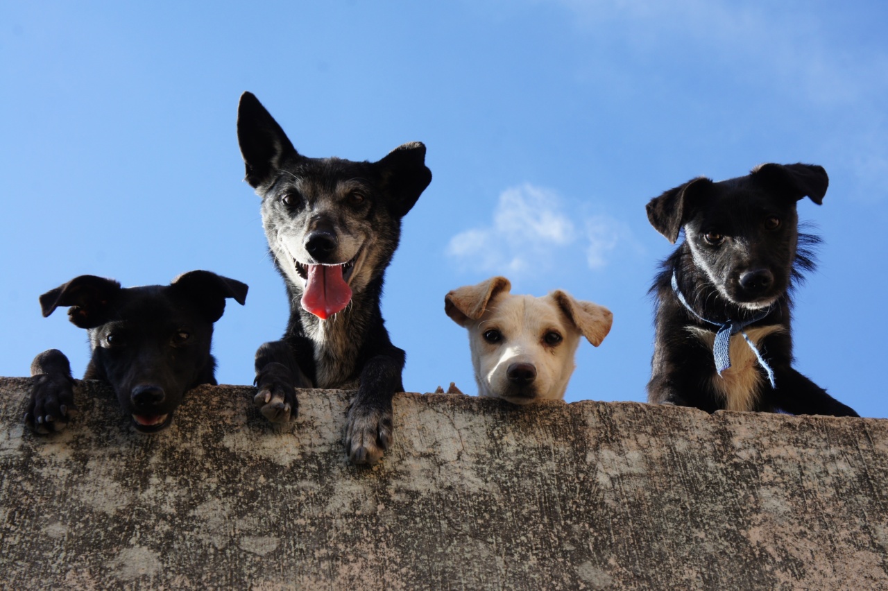 What is the suitability of puppies as hawk dogs?