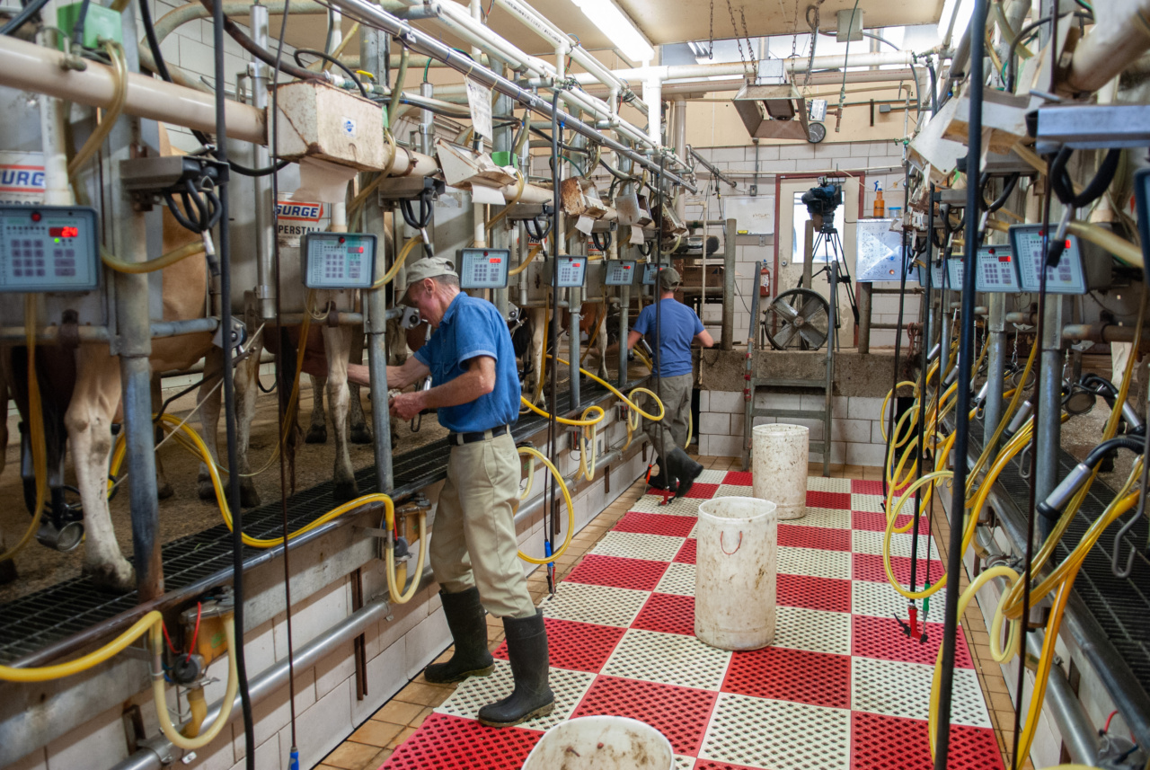 Why Choose Goat Dairy Products over Cow’s Milk?