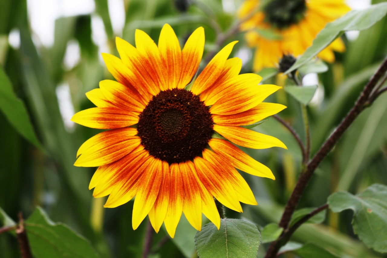 How sunflower seeds can improve your well-being