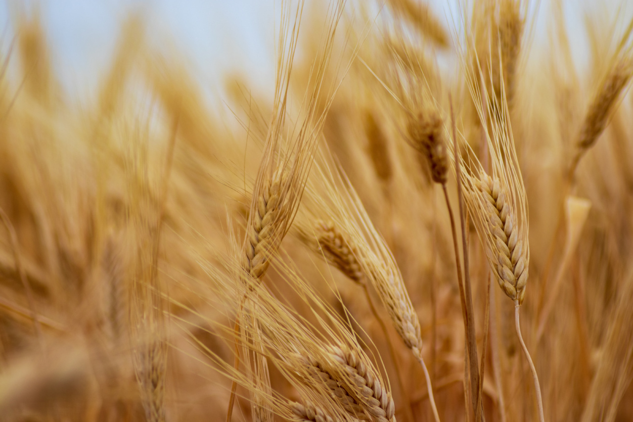 How wheat and chlorophyll benefit our well-being
