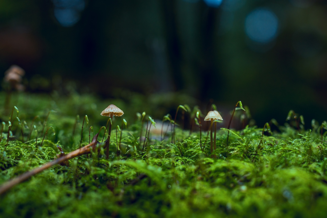 The Fungi Friends of Your Brain: 30 Memory-Enhancing and Alzheimer’s-Protecting Mushrooms