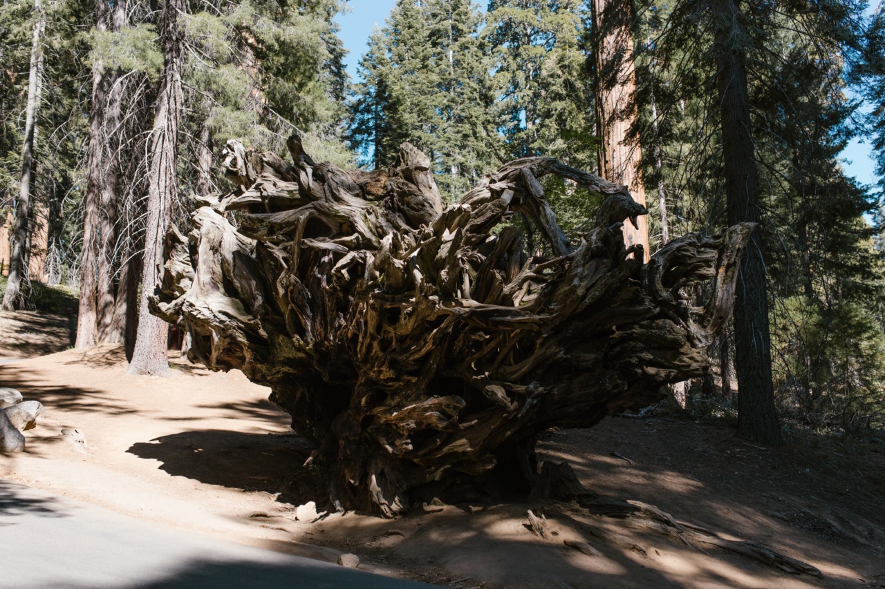 Powerful Root for Hypertension and Indigestion