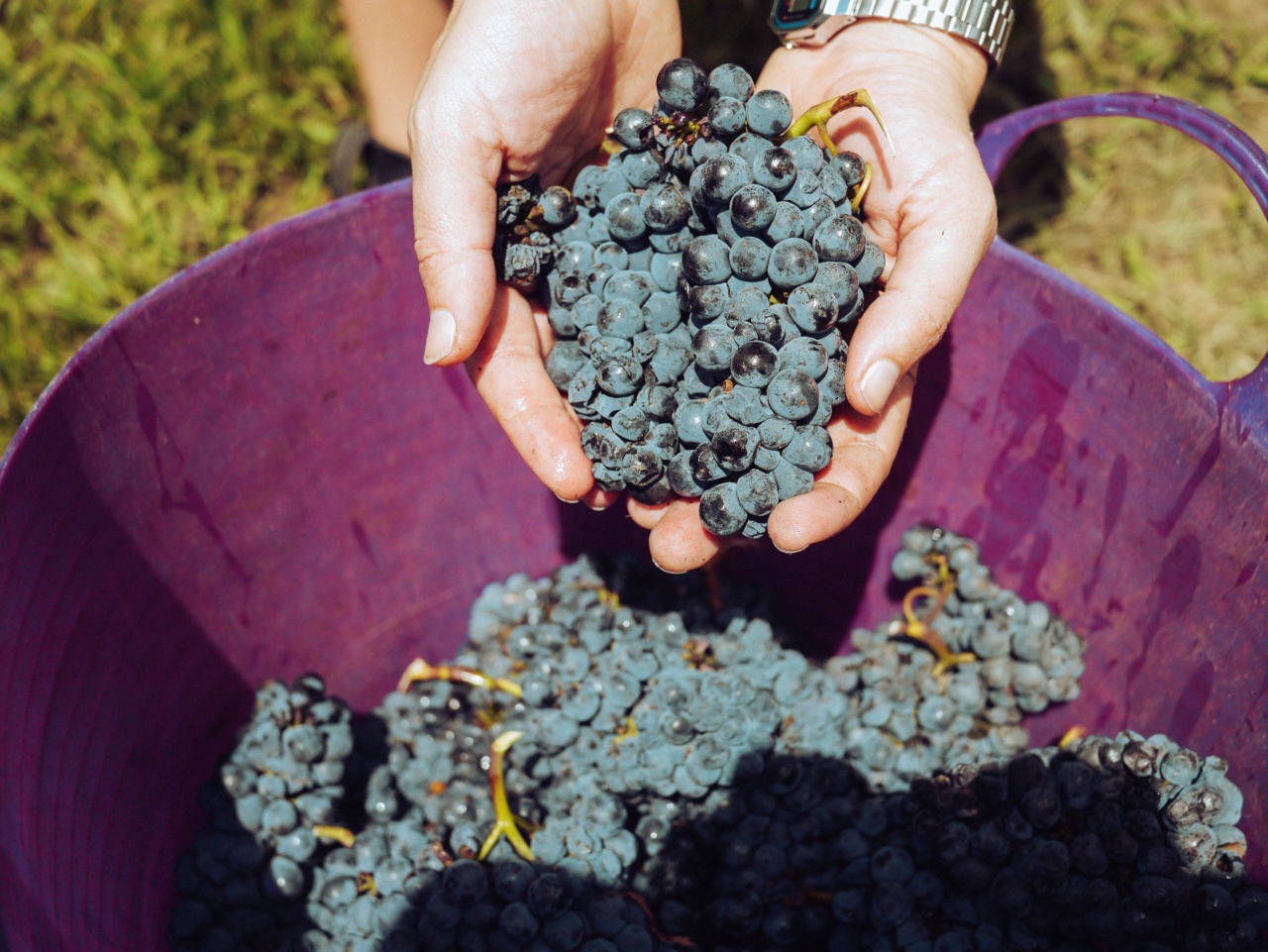 The winter’s most nutritious produce