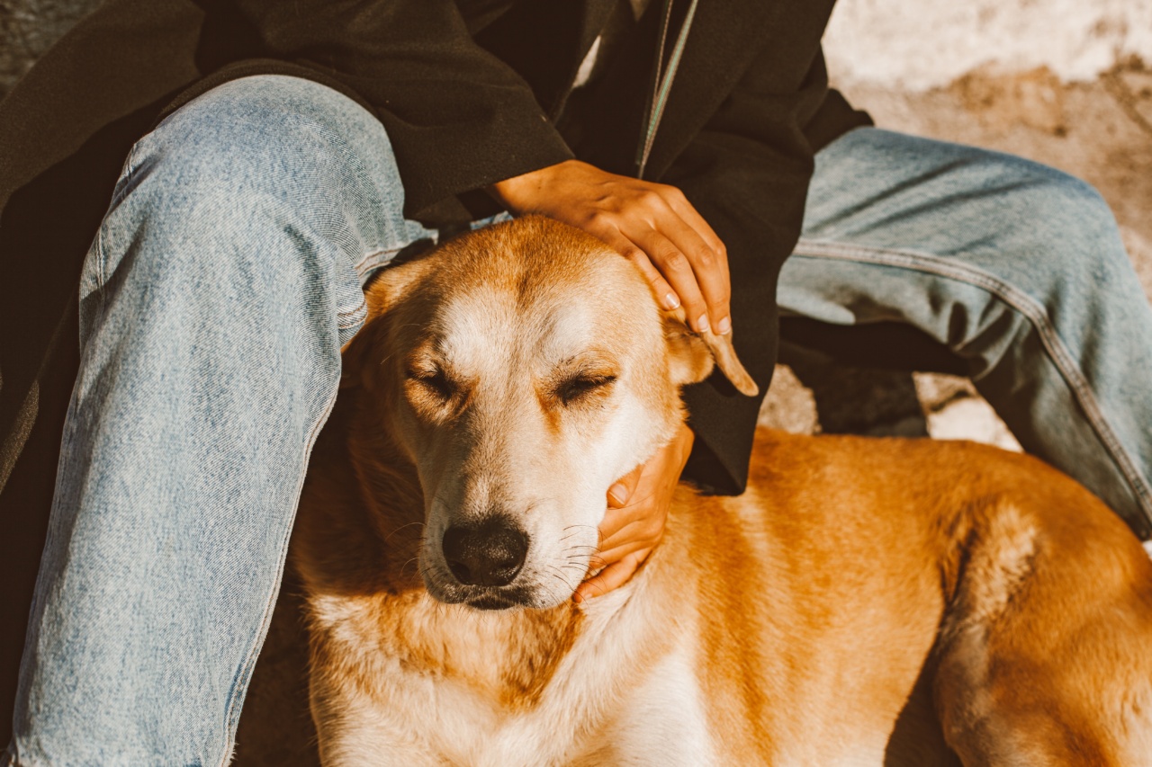 Dog tales: stories of loyalty and love