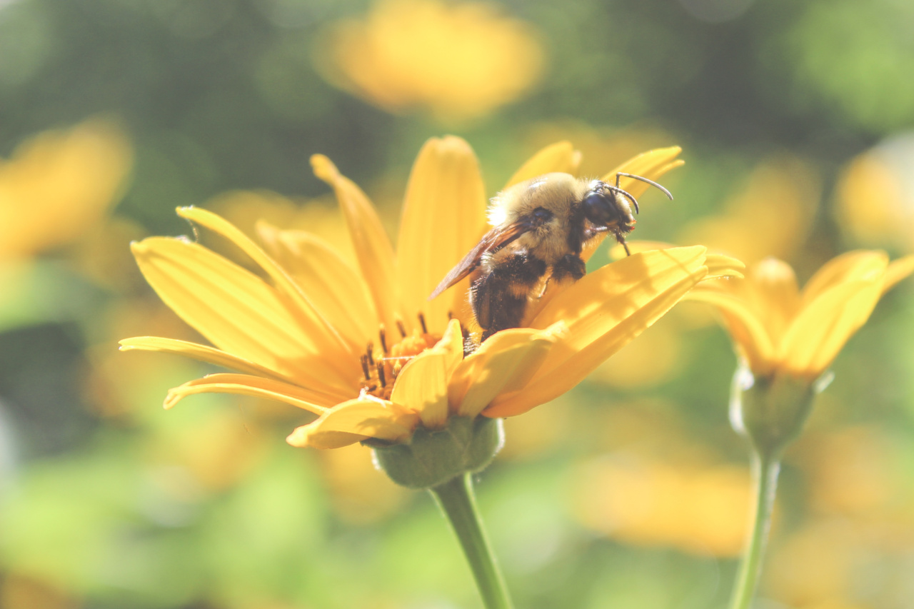 Honey and Lemon: A Natural Beauty Secret