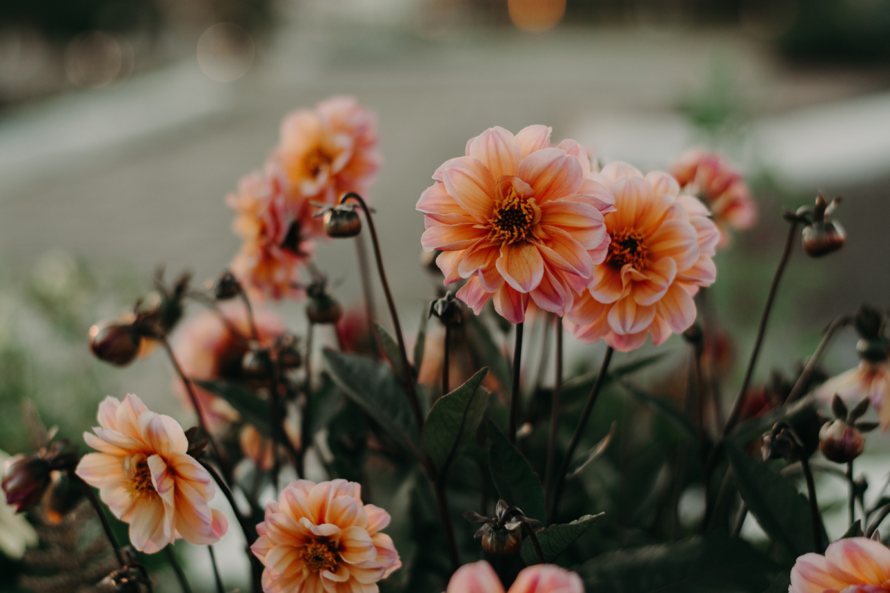 Autumn in Bloom: 10 Beautiful Entryway Gardens