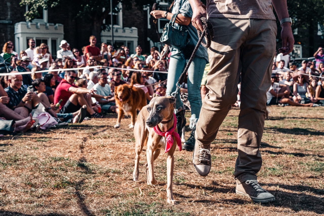 How to Reassure Your Dog When They’re Scared of Vacuums and Crowds