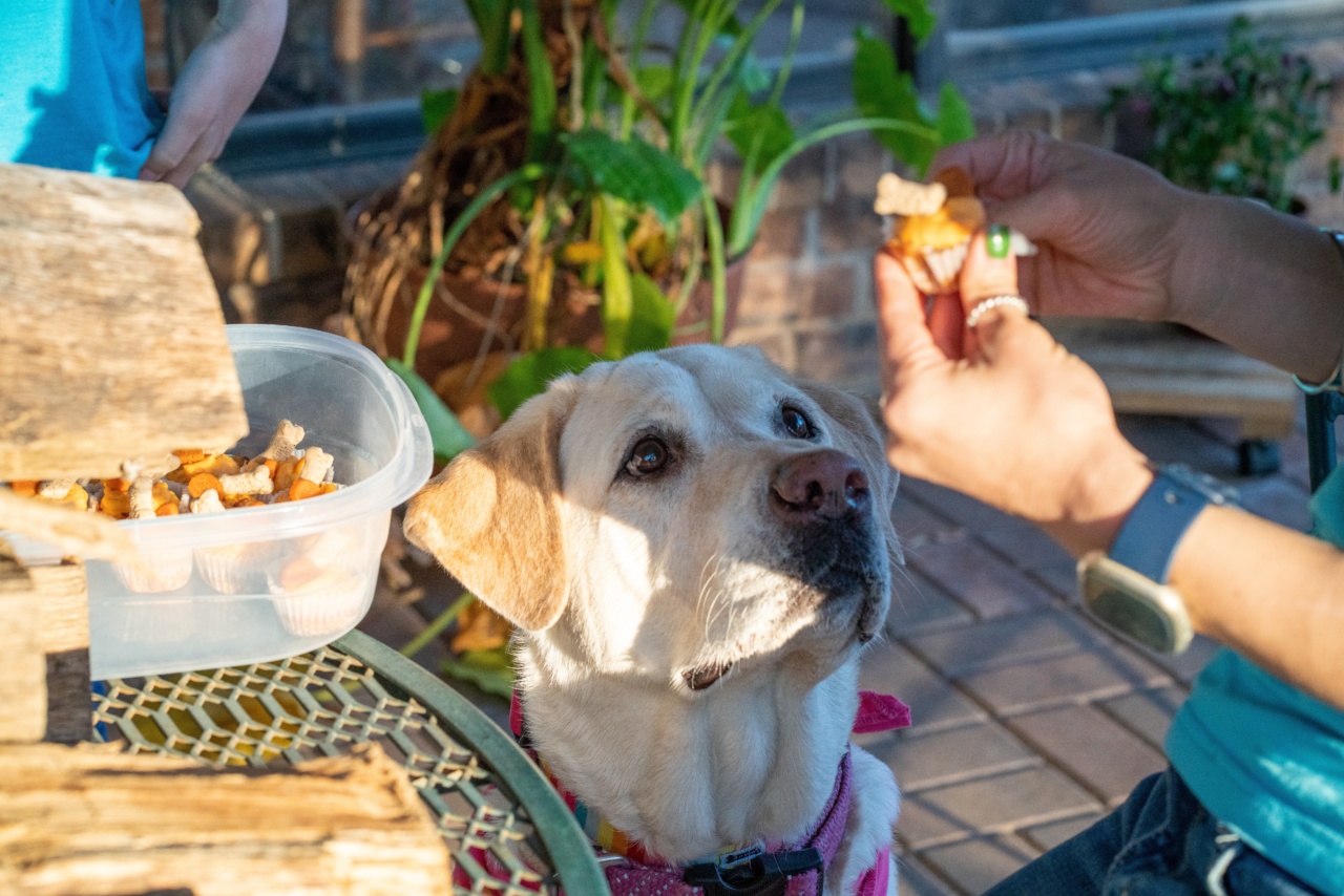 Why you should be cautious when giving your dog treats