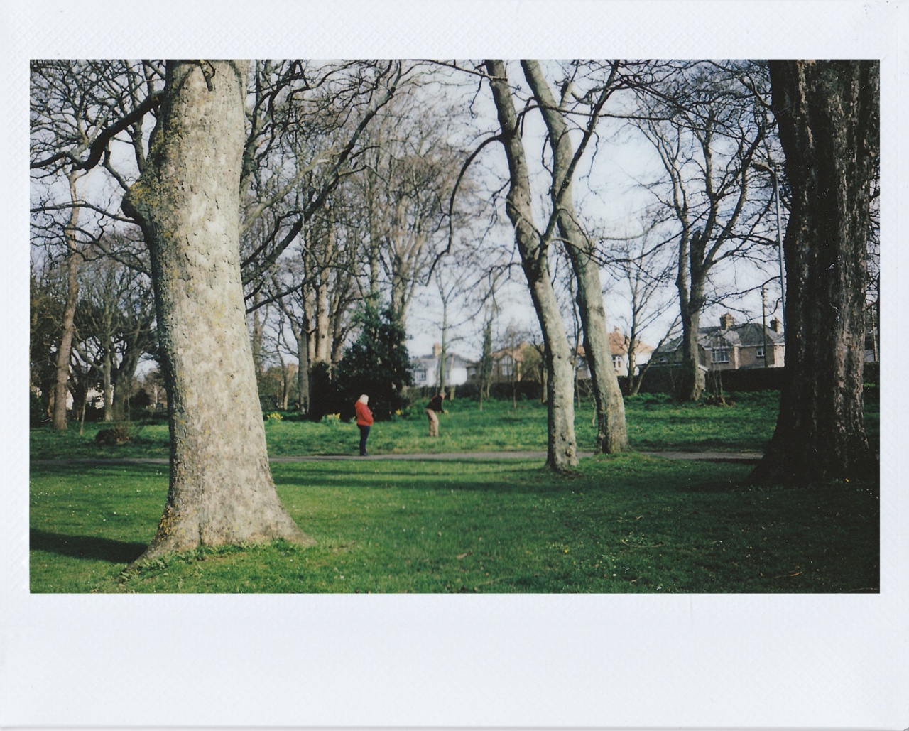 The Pomegranate Pathway to a Powerful Memory