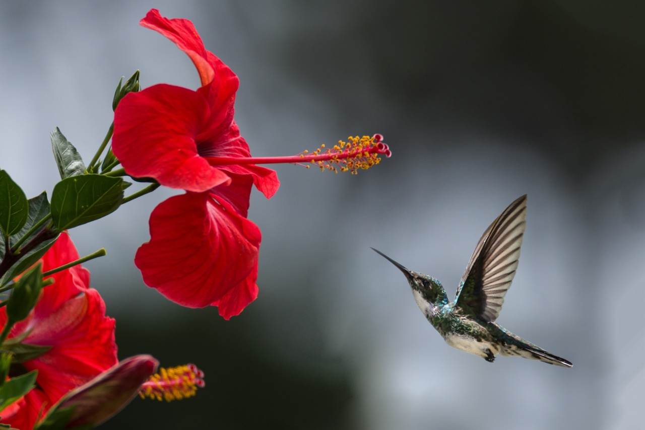 The Miraculous Benefits of Hibiscus Decoction
