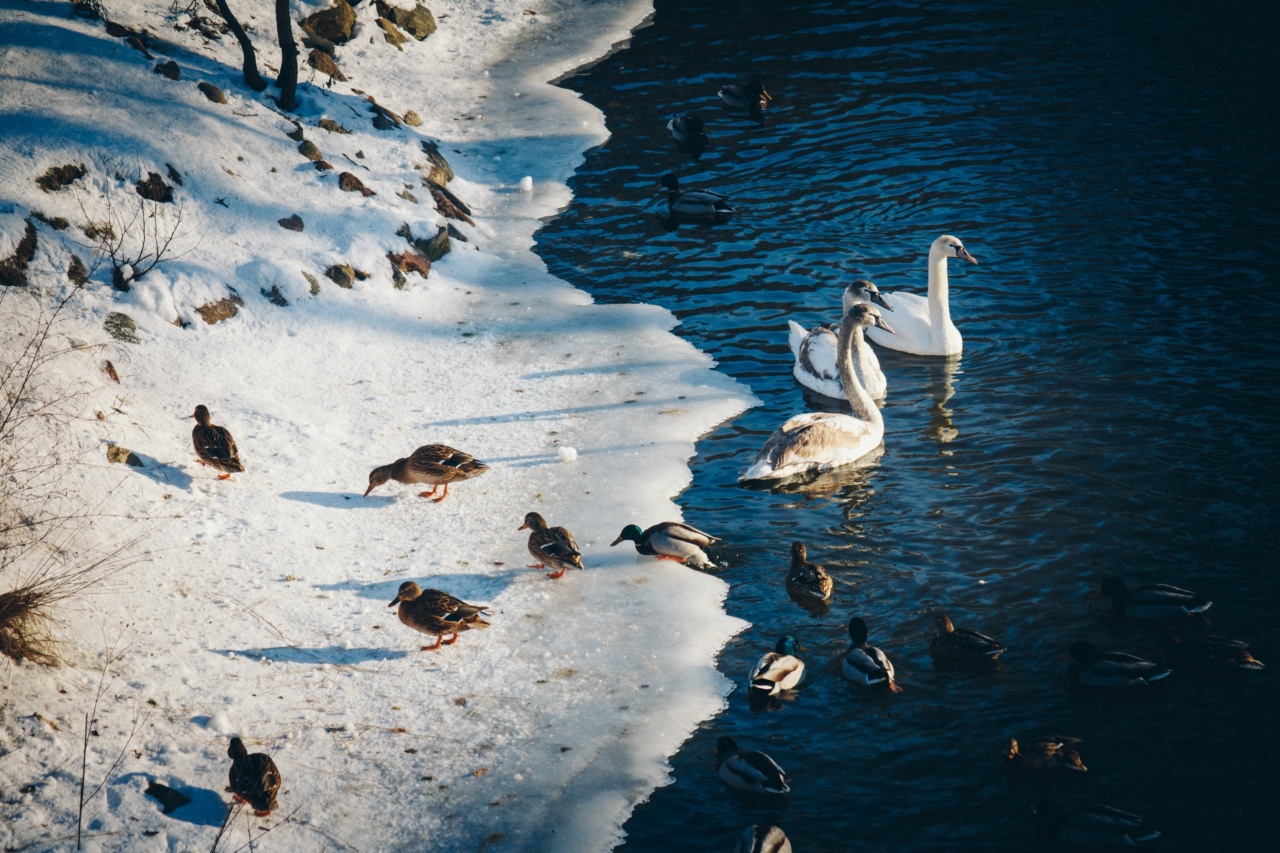 Understanding the winter swimming syndrome