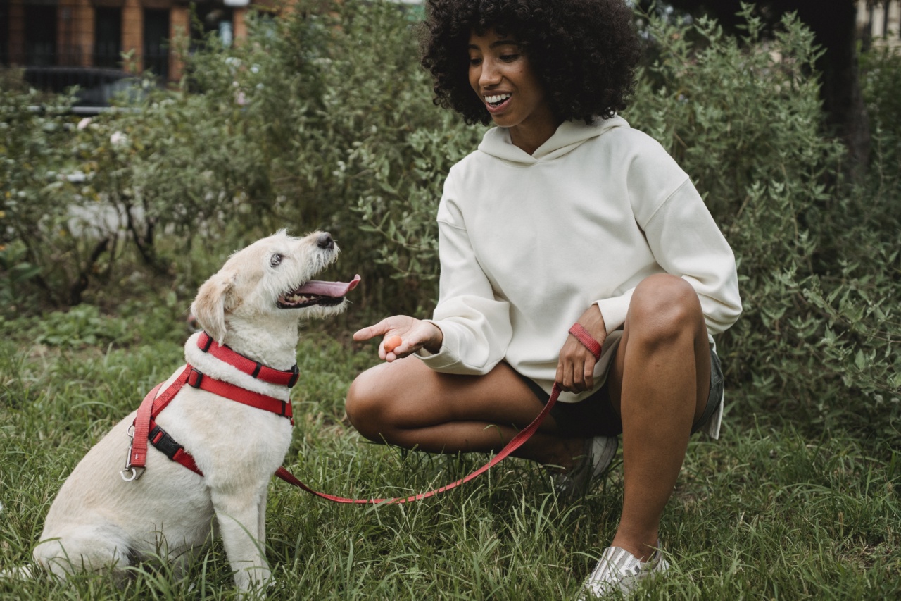 Train with Your Furry Friend