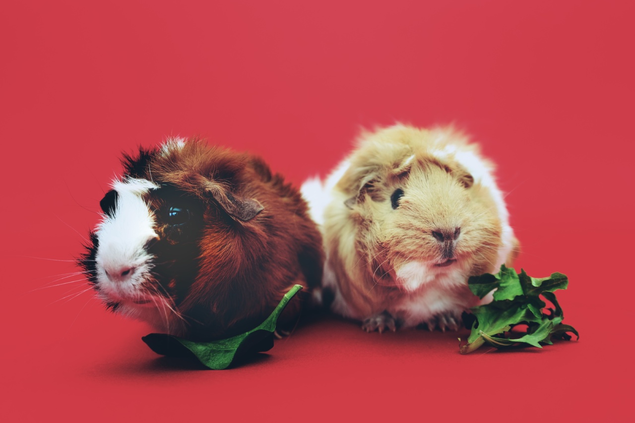 Two Adorable Rodents Who Can’t Get Enough Hugs – Who’s Who?