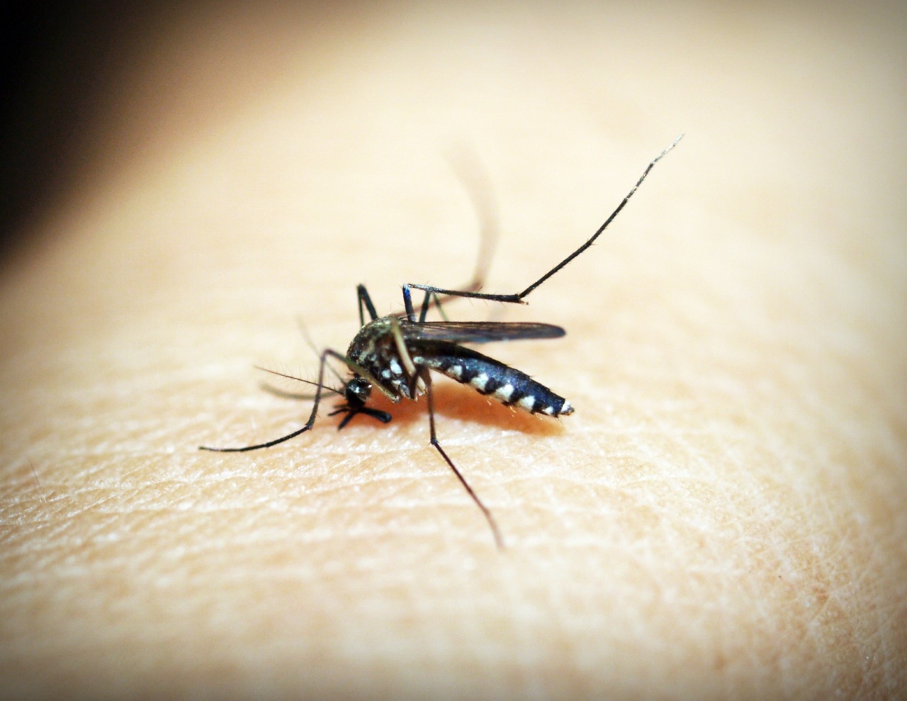 Mosquito sting remedies you shouldn’t use