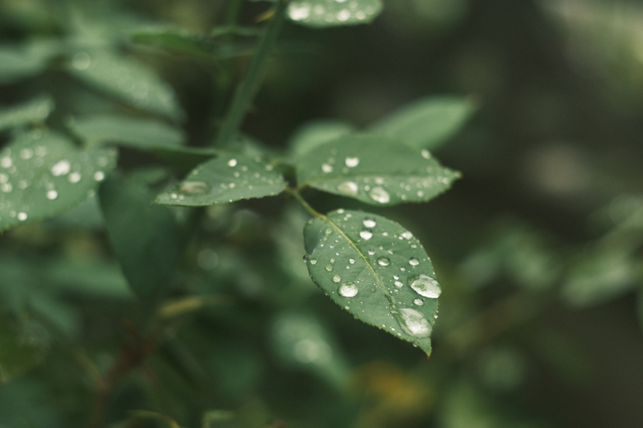 Rain and Joint Pain: The Truth Unveiled