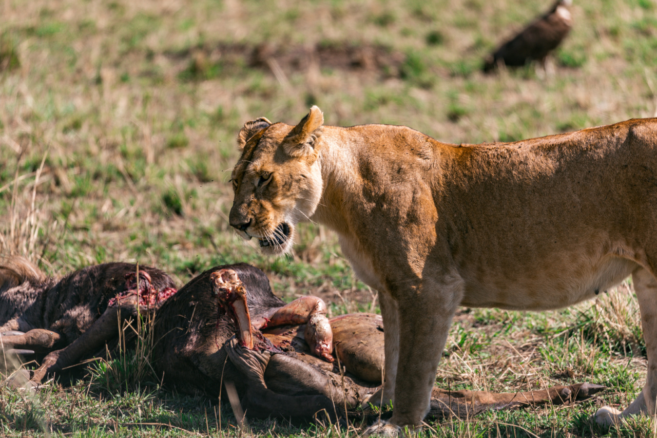 Animal Proteins: Are They Killing Us Young?