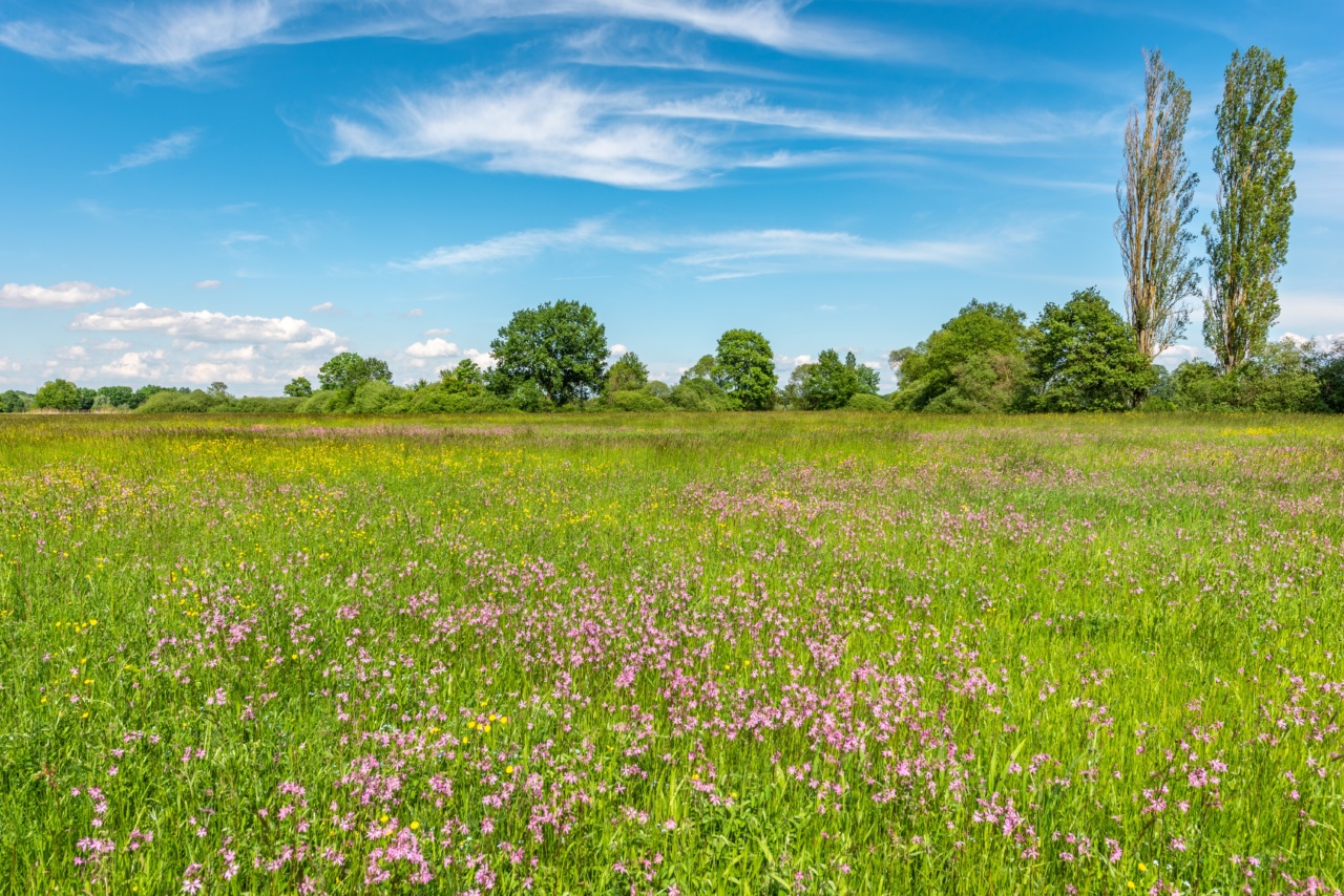 Natural remedies: Wildflowers for colds and joint pains