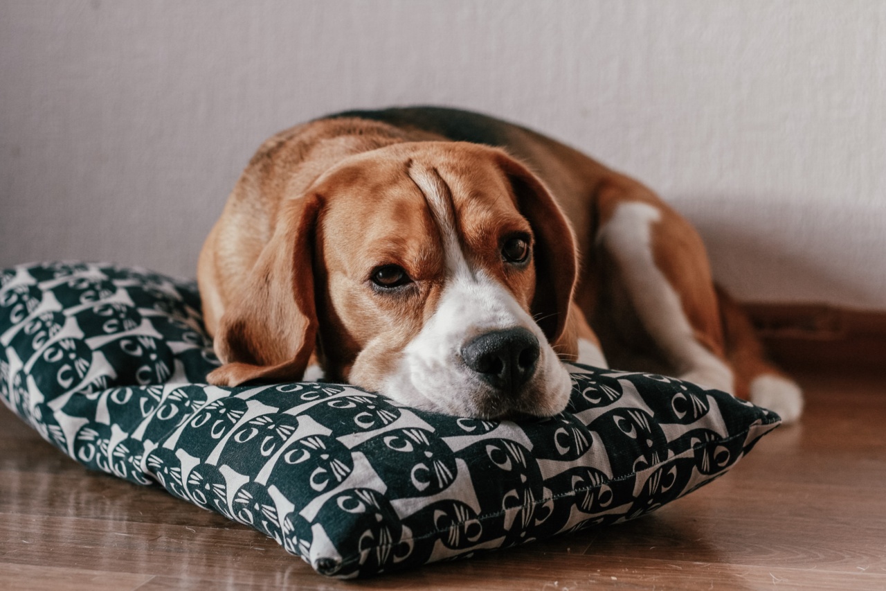 How to Keep Your Dog Entertained When They’re Bored