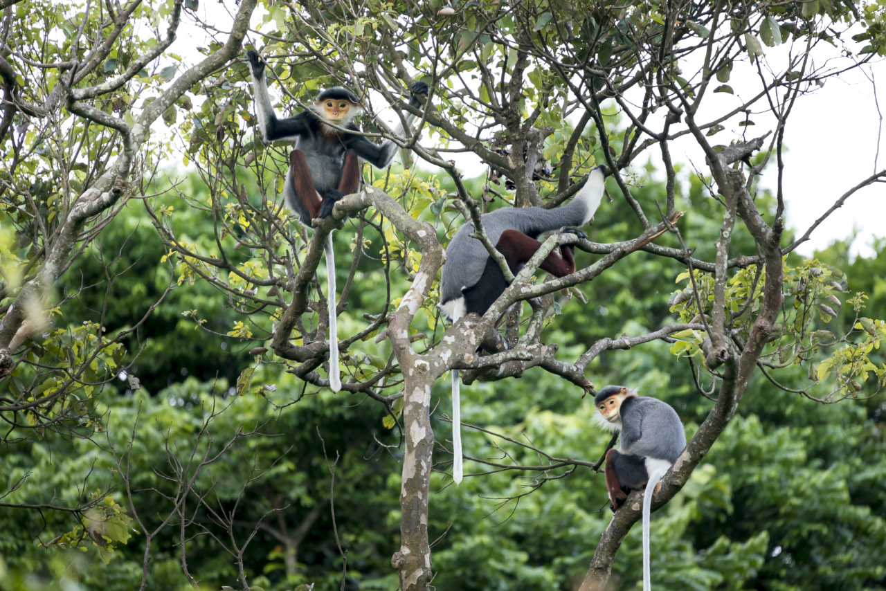 Can monkeys thrive in various environments?